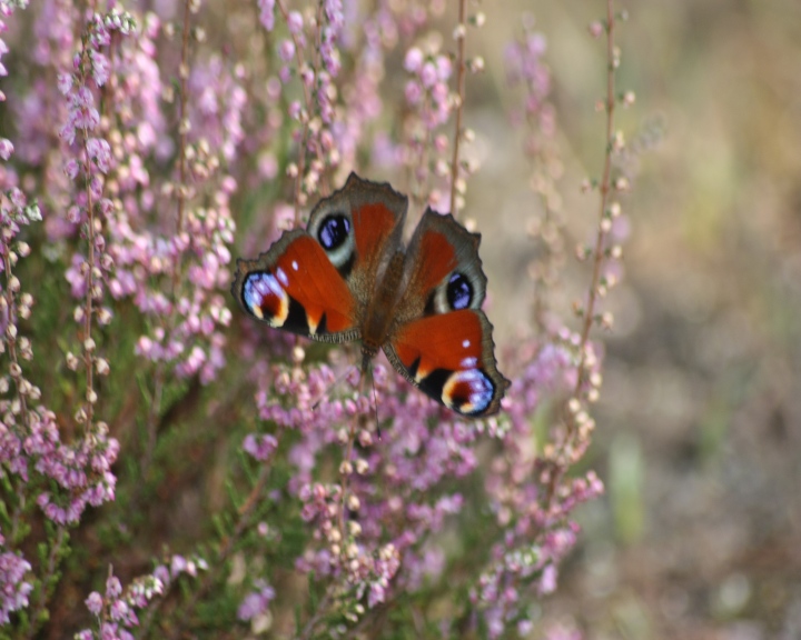 Aglais io e Maniola jurtina su brugo (Calluna vulgaris - Ericaceae)